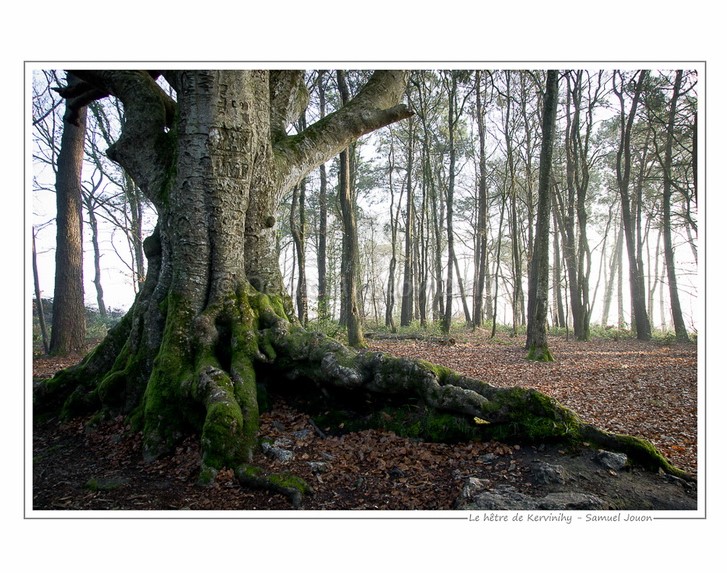 Exposition « les arbres du Trégor »